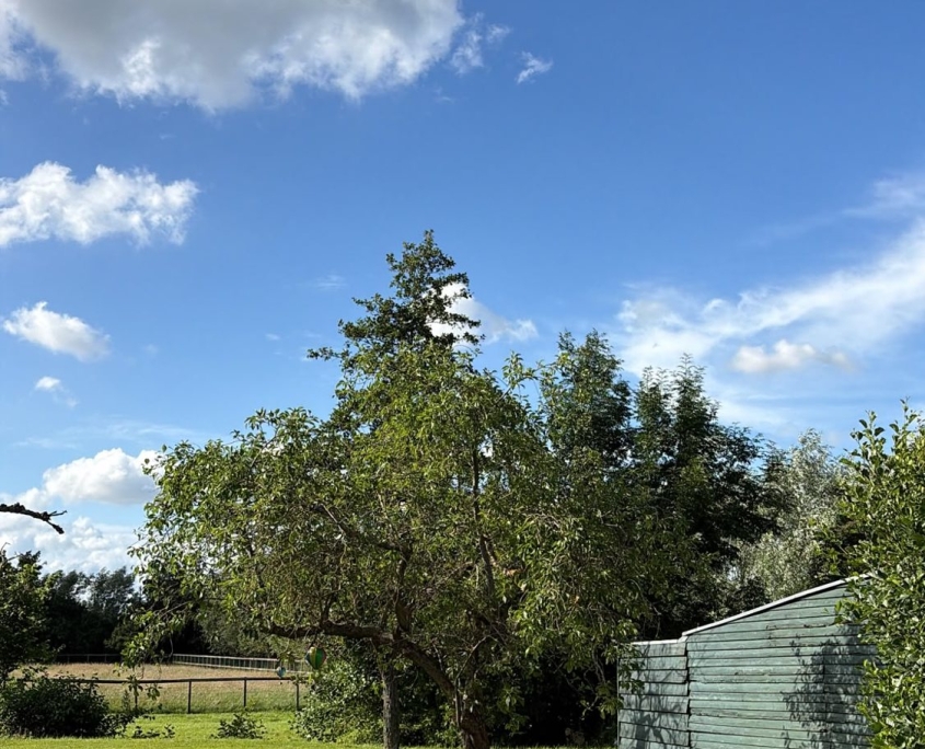 Oude perenboomgaard van de Proeftuin van Linschoten Oude perenboomgaard van de Proeftuin van Linschoten